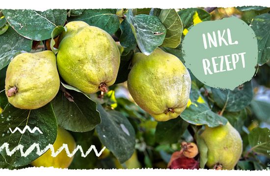 Teaser mail Warenkunde Cranberries