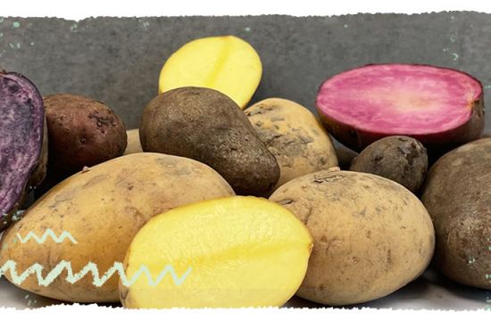 Teaser mail WissensSnack2Go bunte Kartoffeln