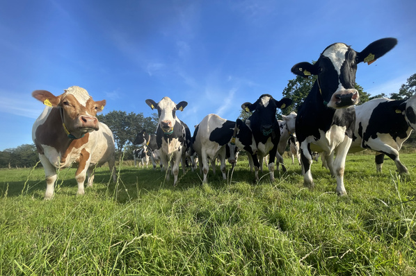 KI generiert: Eine Herde Kühe weidet auf einer grünen Wiese unter blauem Himmel.