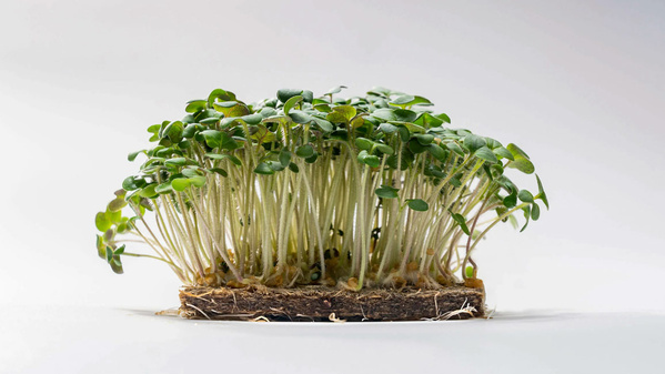 KRAUZ weißer senf keimlinge