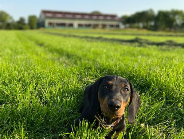 KI generiert: Ein Dackel liegt in grünem Gras mit einem Gebäude im Hintergrund.