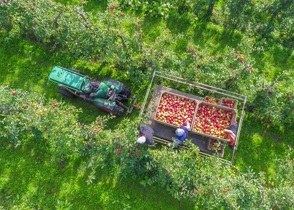Apfelernte von oben