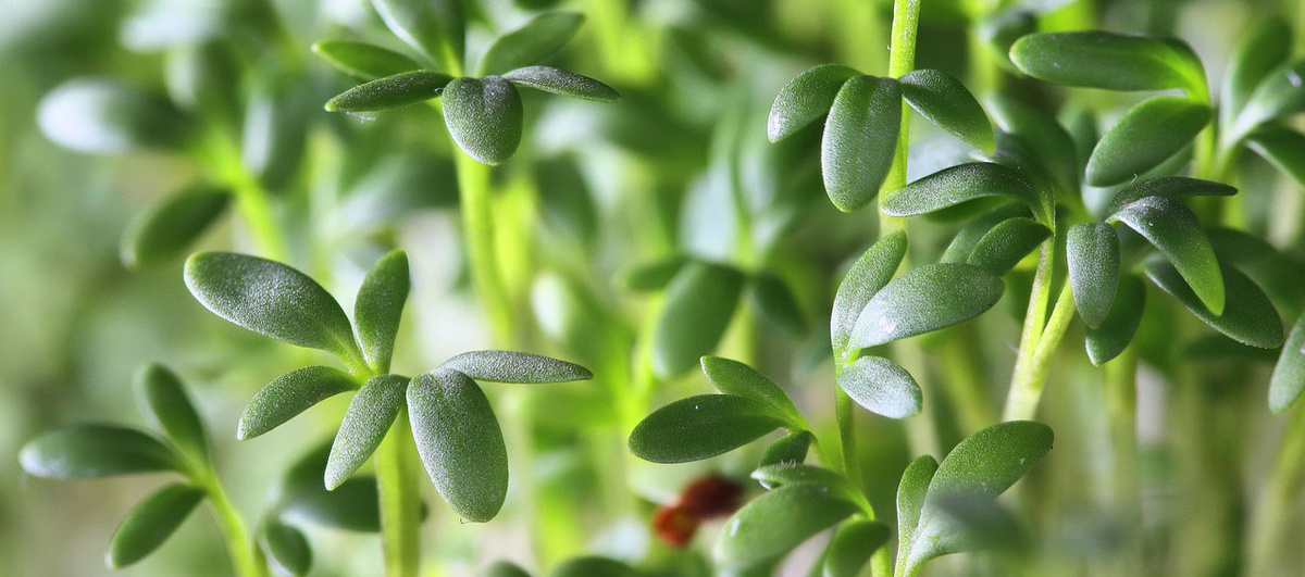 Header Fellsenbirnen Unbekannt, aber lecker!