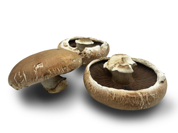 Produktfoto zu Portobello Riesenchampignons