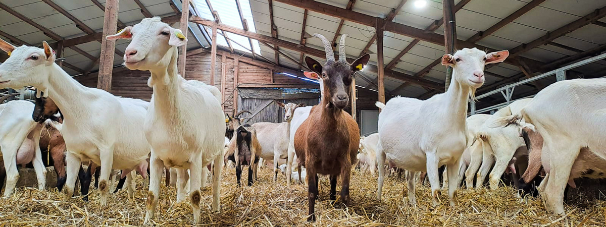 KI generiert: Ziegen in einem Stall auf Stroh stehend, mit einem braunen Ziegenbock in der Mitte.