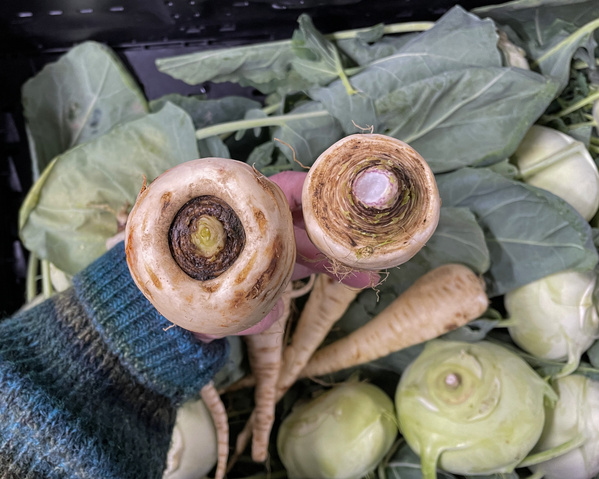 Pastinaken und Petersilienwurzeln von oben