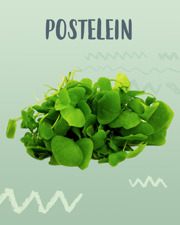 Postelein