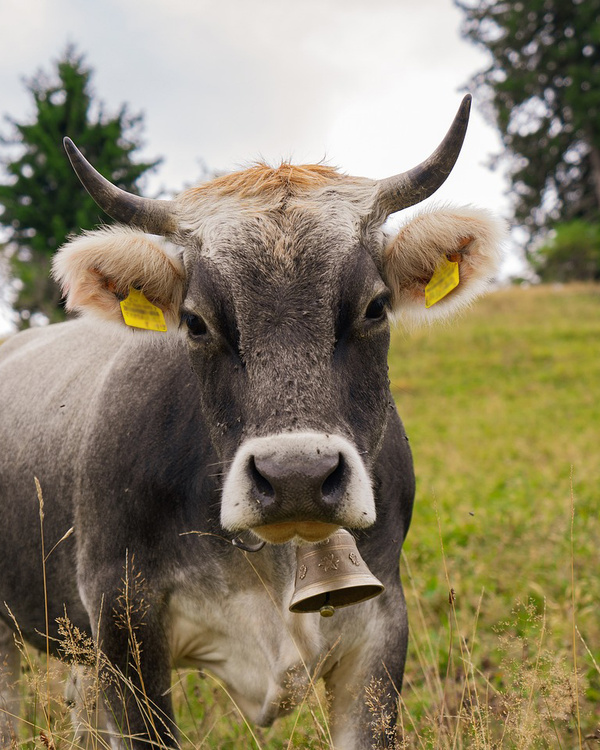 Kuh Hörner Glocke grau