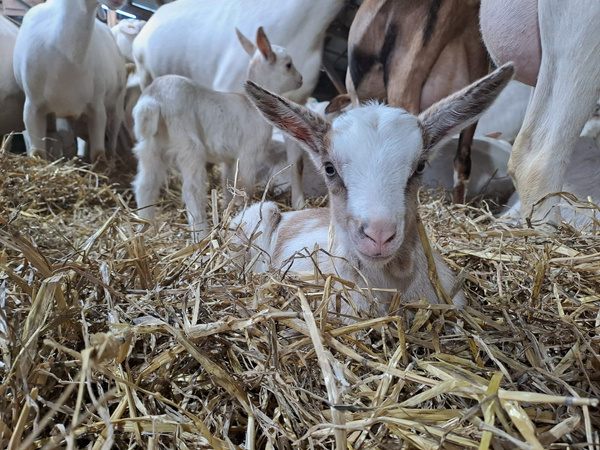 KI generiert: Ein Zicklein liegt im Stroh, umgeben von weiteren Ziegen im Hintergrund.