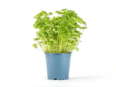 Produktfoto zu Petersilie kaus im Topf