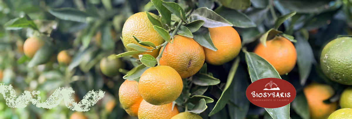 Biosybaris Clemetinen am Strauch