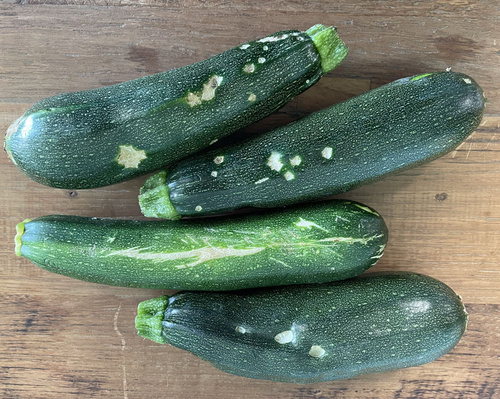 Zucchini mit Schalenfehlern