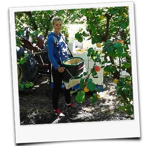 KI generiert: Eine Person erntet Früchte in einem Obstgarten.