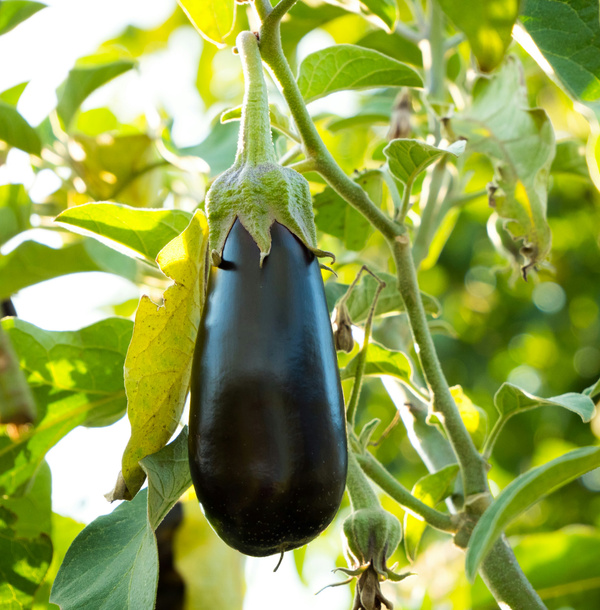 KI generiert: Eine reife Aubergine hängt an einer Pflanze im Sonnenschein.