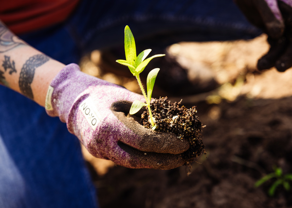 Hand mit Pflänzchen