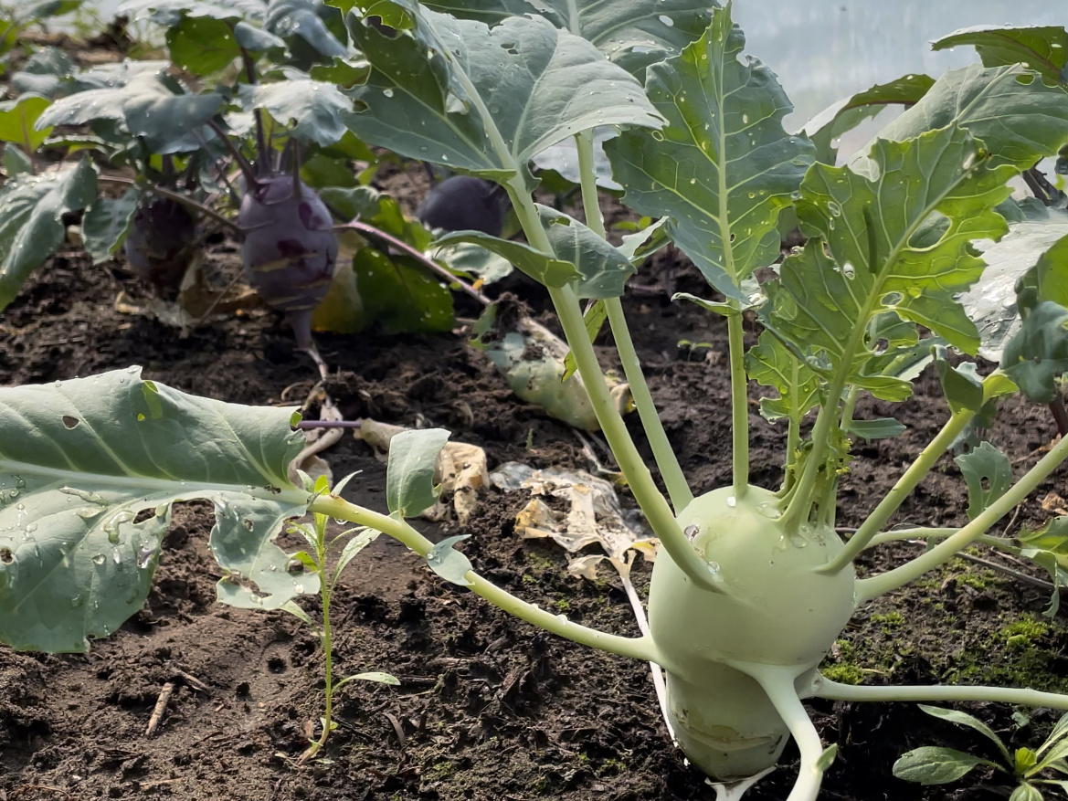 Kohlrabi auf dem Feld
