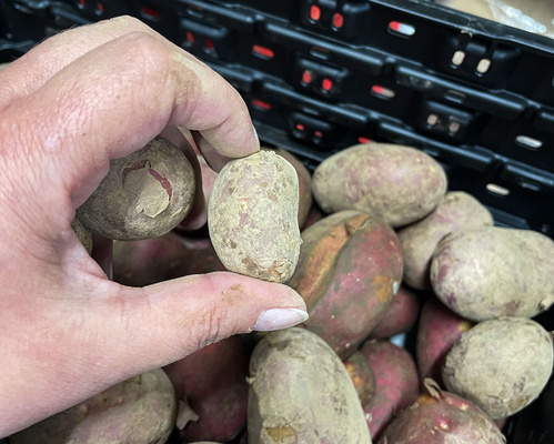 auch kleine Kartoffeln sind wertvoll