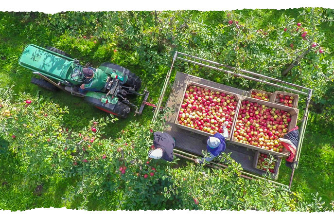 Apfelernte im alten Land