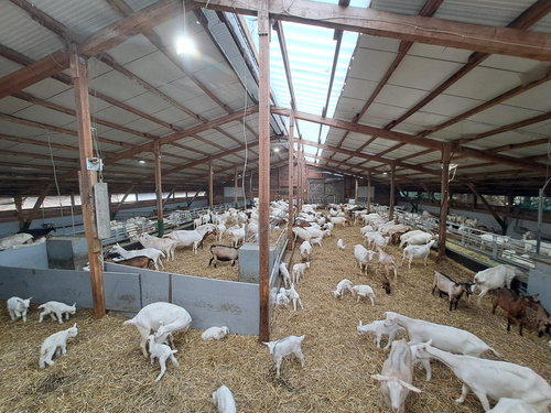 KI generiert: Ein großer Stall voller Ziegen und Zicklein auf Stroh.