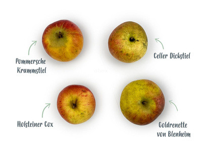 Produktfoto zu Alte Sorten – Tafeläpfel, ca. 1 kg