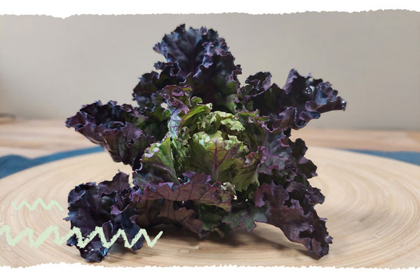 Flower Sprout Röschen Kopf