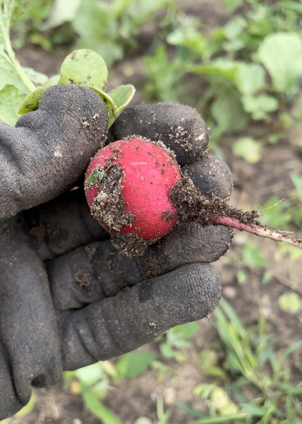 Radieschen, Heuerhof