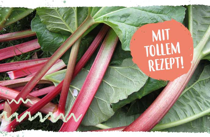 KI generiert: Rhabarberstangen und Blätter mit dem Text "Mit tollem Rezept!"