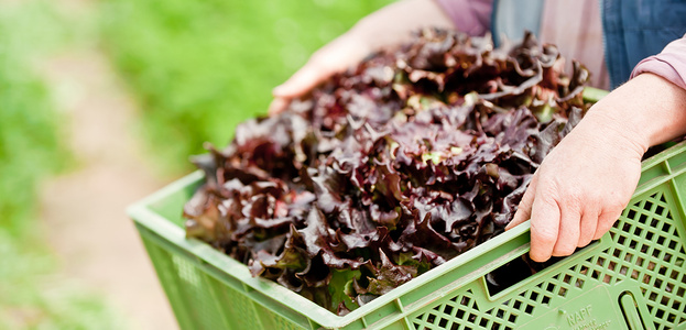 Salat in grüner  Kiste
