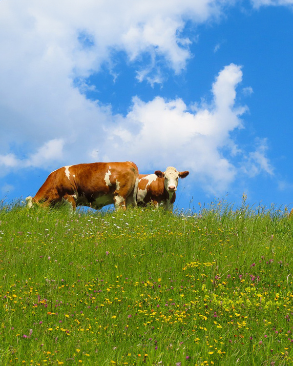 Kuh Hörner Glocke grau