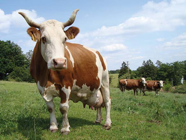 Geifertshofen Kuh mit Hörnern