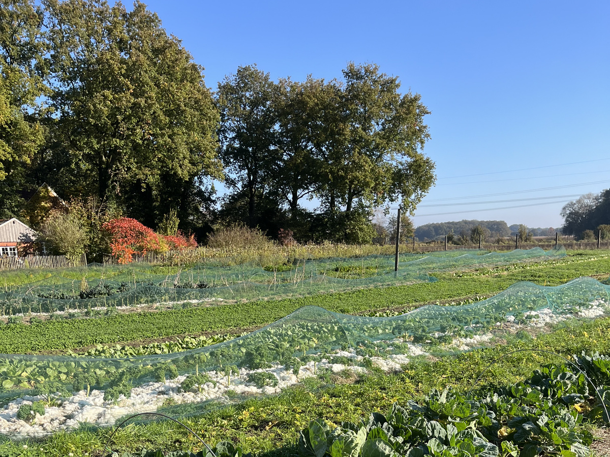 KI generiert: Das Bild zeigt eine ländliche Szenerie mit mehreren Gewächshäusern unter einem bewölkten Himmel. Im Vordergrund sind ein vernetzter Gartenbereich und ein gewölbtes Gewächshaus sichtbar.