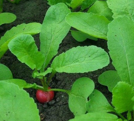 Radieschen in der Erde
