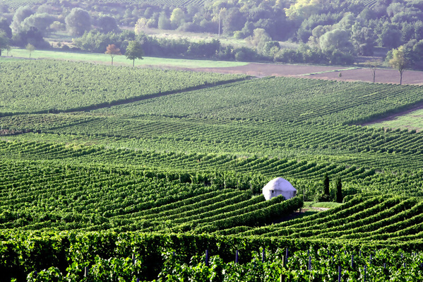 Reben weingut Wittmann