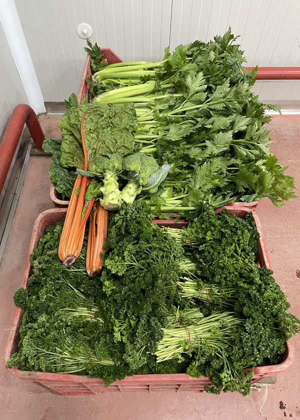 Gemüsekiste Azienda die Lauro mit Sellerie, Mangold, Brokkoli und Petersilie