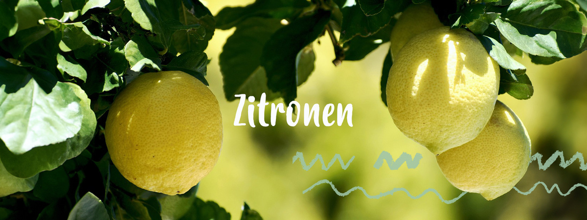 Zitronen am Baum