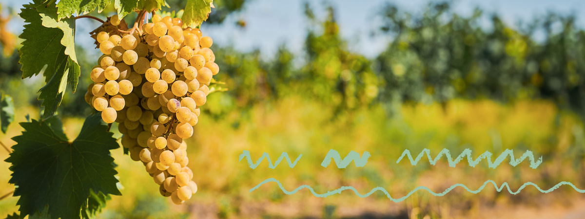 Haeder Weinberg helle Trauben