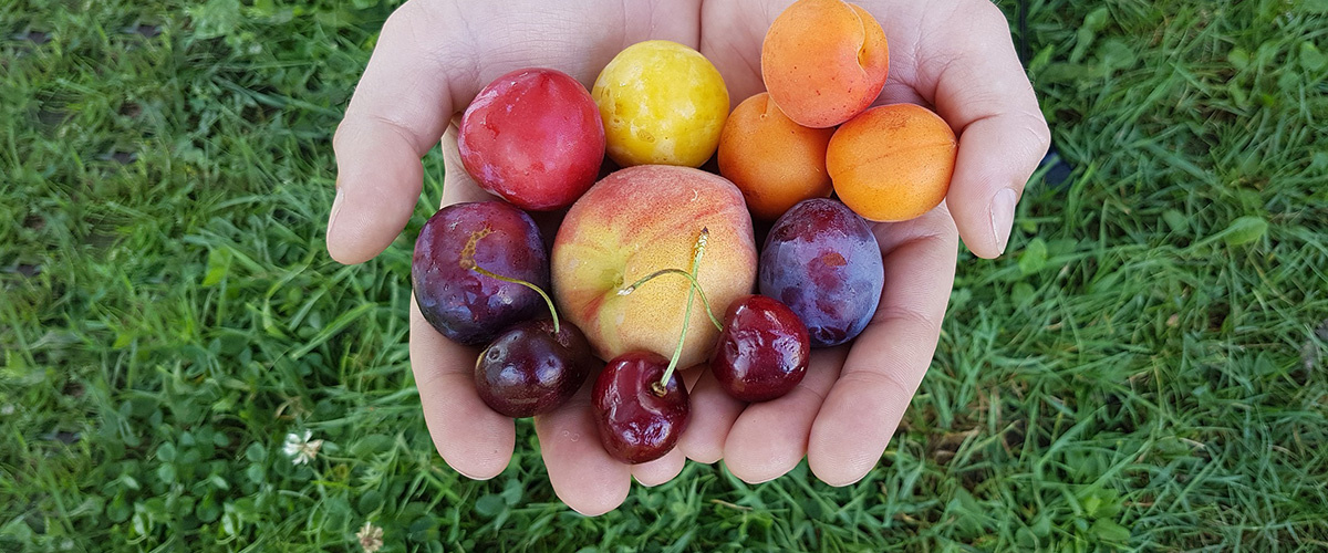 Wintersalate wie Feldsalat, Postelein, Endivie, Radicchio, ChicoréeGrünkohl, Schwarzwurzeln