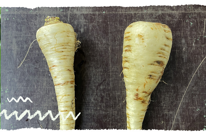 Pastinake und Petersilienwurzel