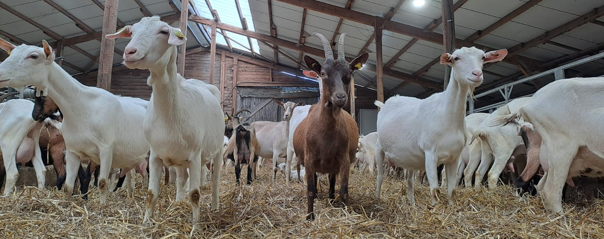 KI generiert: Das Bild zeigt links eine Tasse Kaffee mit Milch auf einem Tisch und in der Mitte eine Kaffeeverpackung. Rechts ist eine Person zu sehen, die an einer Kaffeemaschine arbeitet.
