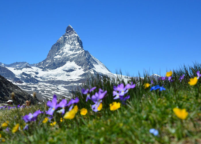 KI generiert: Schneebedeckter Berg mit blühender Wiese im Vordergrund.