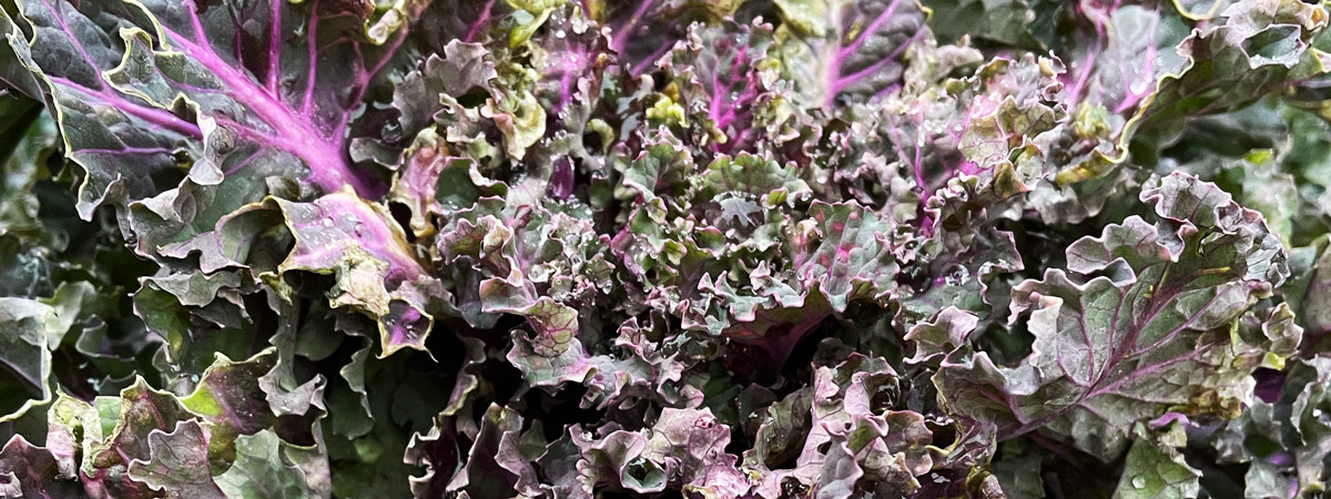 Flower Sprout Kopf Detailaufname