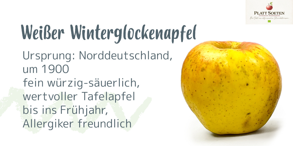 Ein gelber Apfel mit Text über den "Weißen Winterglockenapfel", Ursprung, Eigenschaften und Allergikerfreundlichkeit.