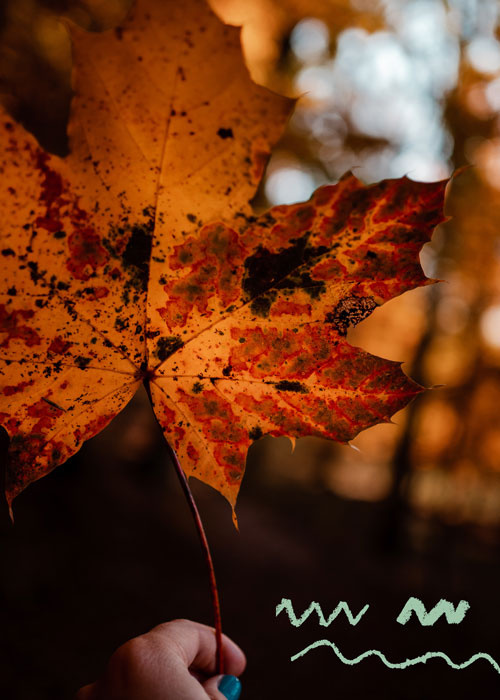 Unsere regionalen Bio-Helden