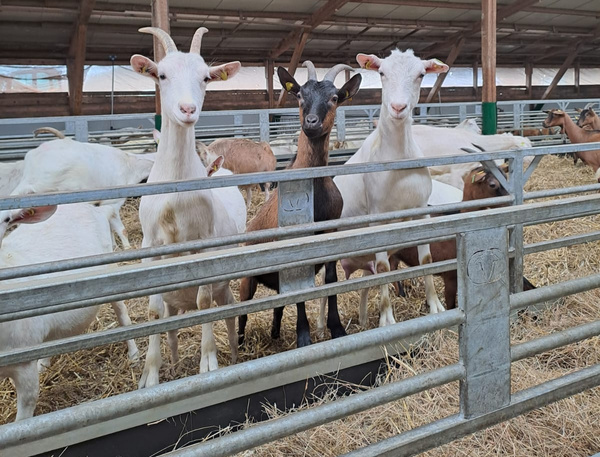 KI generiert: Ziegen in einem Stall stehen neugierig hinter einem Metallzaun auf Stroh.