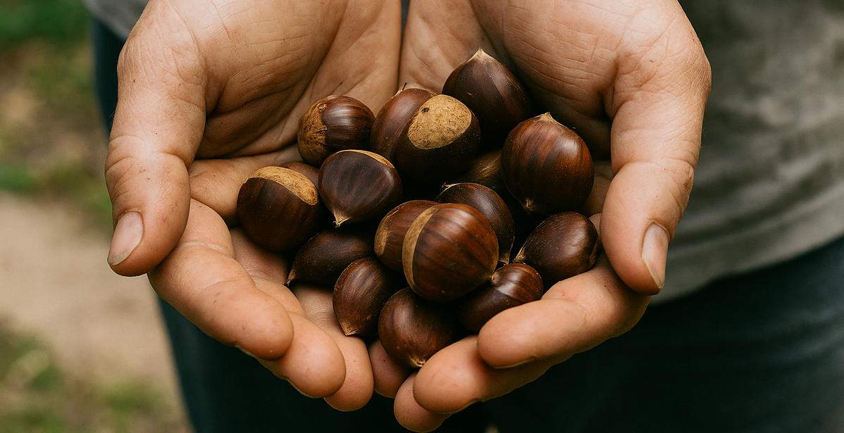 KI generiert: Zwei Hände halten einige Kastanien.