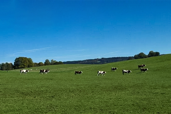 Montbéliard-Kühe auf der Weide