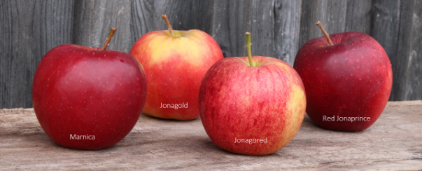 Apfelsorten