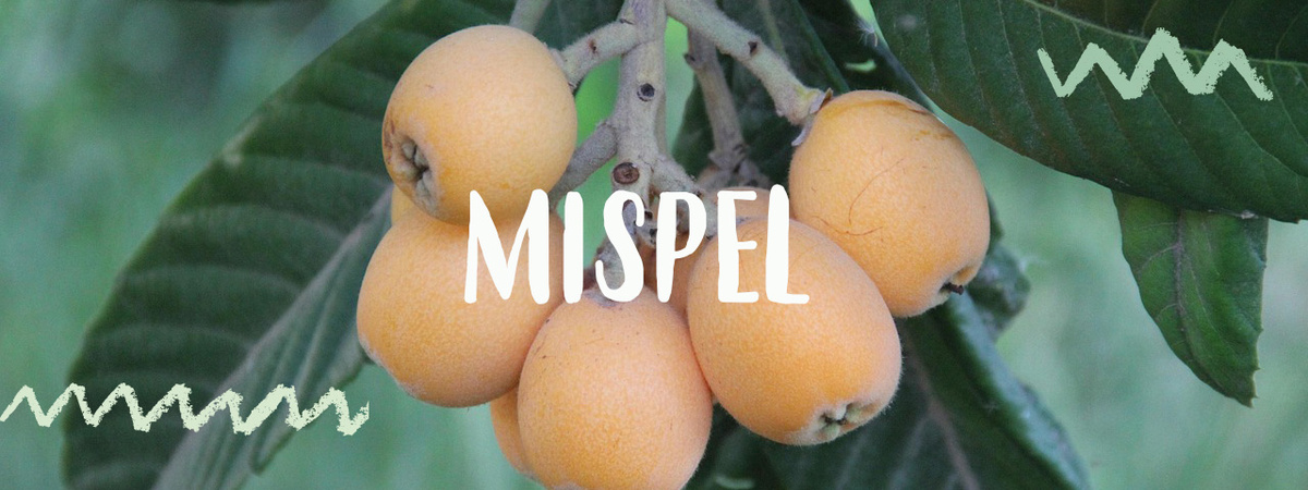 KI generiert: Das Bild zeigt Mispeln an einem Baum mit dem Text "MISPEL".