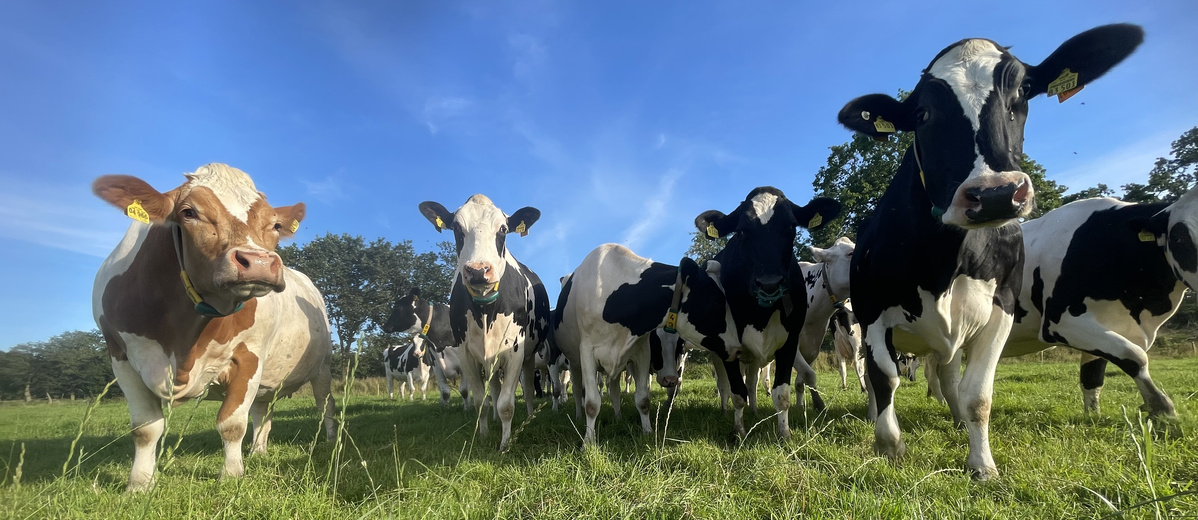 KI generiert: Das Bild zeigt links eine Tasse Kaffee mit Milch auf einem Tisch und in der Mitte eine Kaffeeverpackung. Rechts ist eine Person zu sehen, die an einer Kaffeemaschine arbeitet.