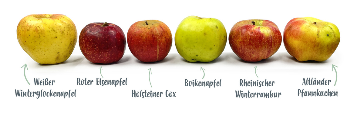 KI generiert: Sechs Apfelsorten nebeneinander: Weißer Winterglockenapfel, Roter Eiserapfel, Holsteiner Cox, Boikenapfel, Rheinischer Winterrambur, Altländer Pfannkuchen.